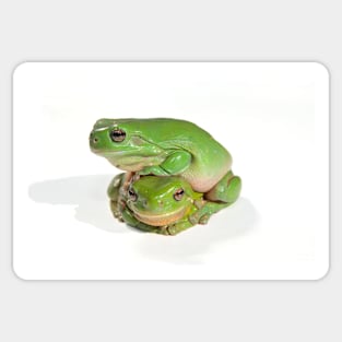 two litoria caerula green tree frogs one on top of the other Sticker